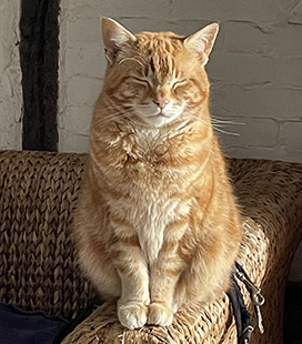 ginger cat sitting on arm of chair
